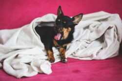 love-animal-dog-pet