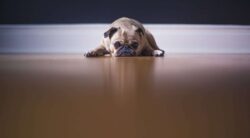 low_gmat_bad_grades_blog_post