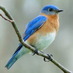 600px-Eastern_Bluebird-27527-2