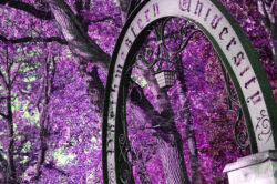 arch-purple